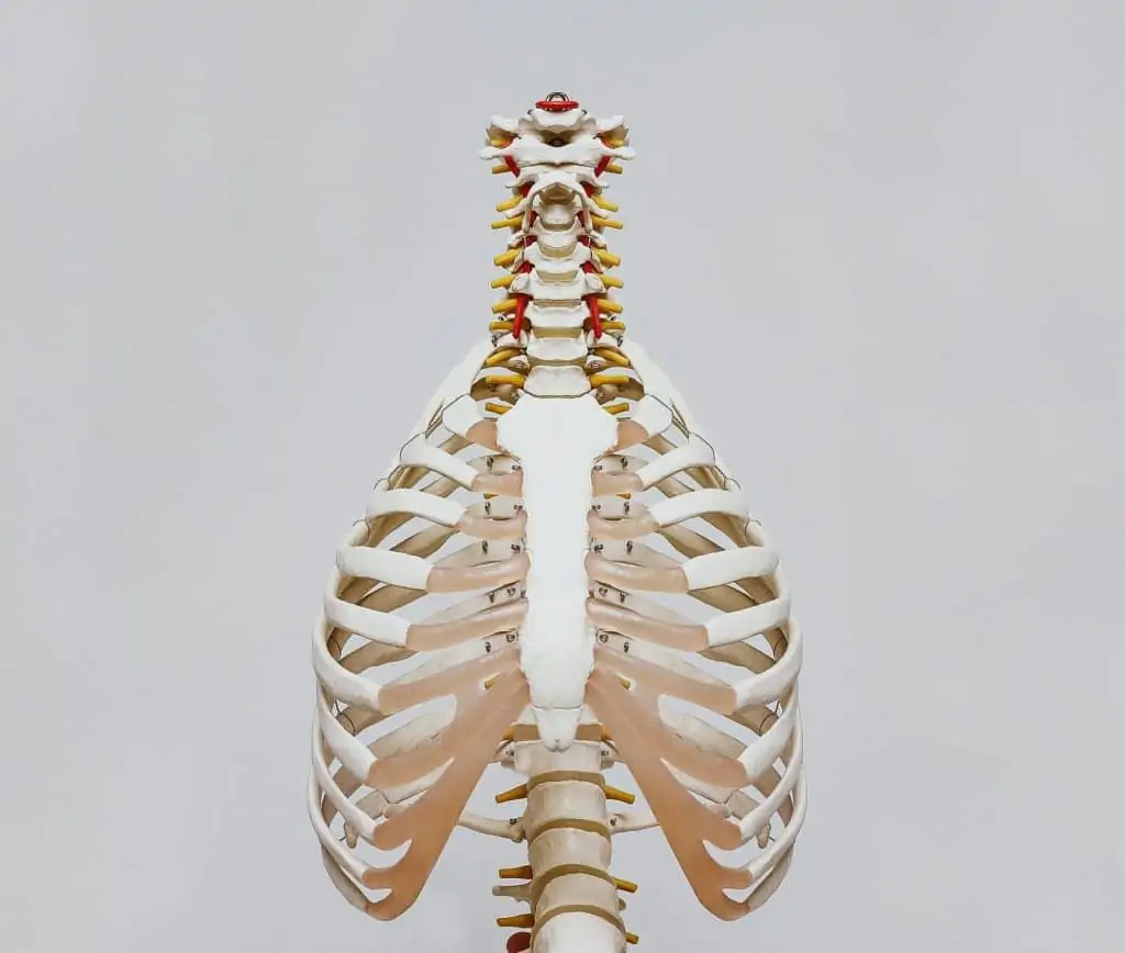 脊醫對紮肚有幾重要？99%的人紮肚前不知道！文末附：破解脊醫收費之迷思